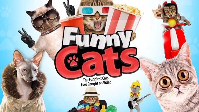 Funny Cats | Official Trailer | Watch Movie Free @FlixHouse