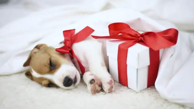 Puppy Playground: A Puppy Christmas | Watch Movie Free @FlixHouse