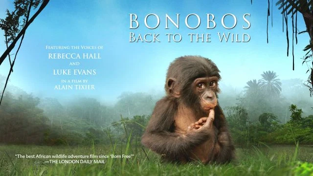 Bonobos Back To the Wild - Trailer - Watch Film Free @FlixHouse